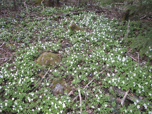 Vitsippor och blåsippor hela skogen full