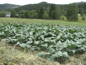 Grönmassa på kålen