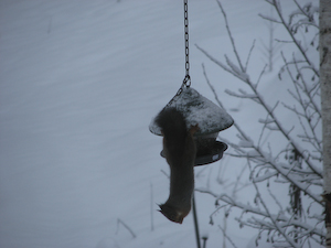 Ekorren är på plats tidigt i vinter