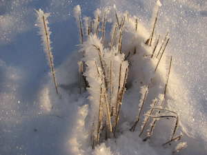 Rimfrost i gräs