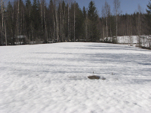 18 april, vitlöken fortfarande snötäckt