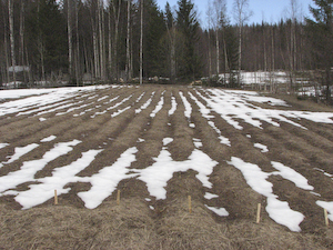 22 april, vitlöken nästan snöfri