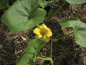 Blomma vintersquash