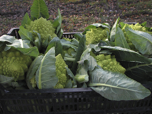 Romanesco