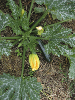 squash