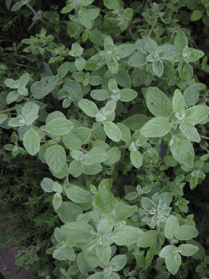 Syrisk Oregano