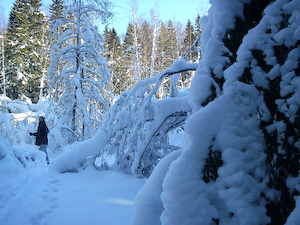 snö