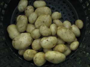 potatis