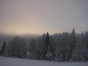 vinterskog