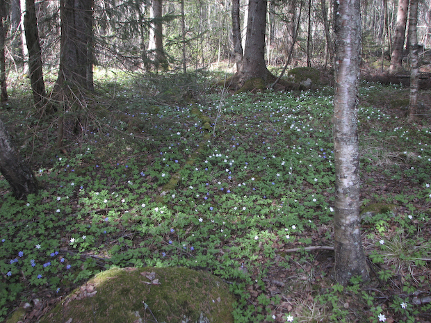 sippor i skogen