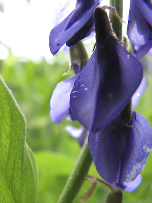 Getärtens blomma