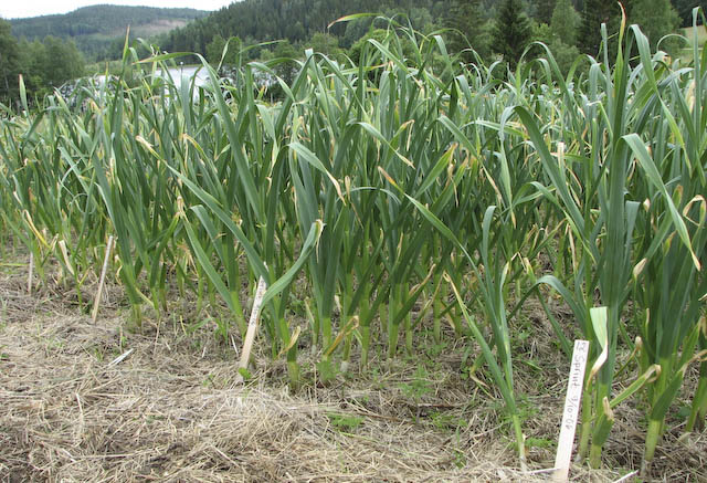 Vitlök