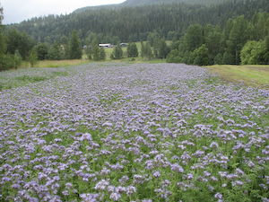 Honungsört (Phacelia tanacetifolia)