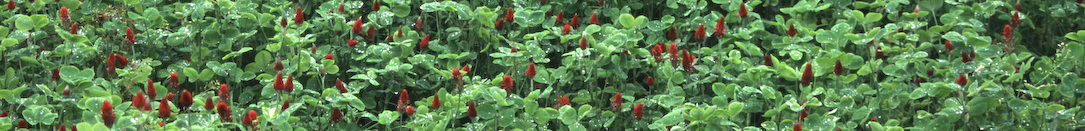 Blodklöver (Trifolium inkarnatum)