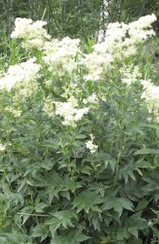 Älgört (Filipendula ulmaria)