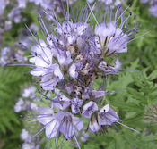 Honungsört (Phacelia tanacetifolia)