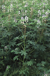 Vit lupin (Lupinus albus)